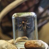 Asiatische Hornisse im Anflug