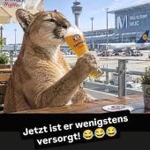 Eine Region im Puma-Fieber