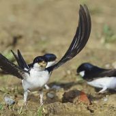 Mehlschwalbe ist Vogel des Jahres