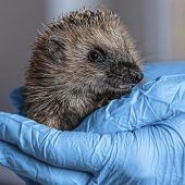Kleine Igel im Überlebenskampf
