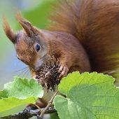 Hilfe für emsige Eichhörnchen