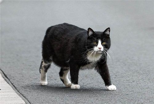 Ab Februar 2027 greift in fünf Gemeinden im Landkreis Rosenheim eine strikte Katzenschutzverordnung. dpa