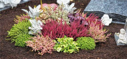 Buntes Heidekraut setzt auf herbstlich gestalteten Gräbern farbliche Akzente und sorgt auch in der kühleren Jahreszeit für ein gepflegtes Erscheinungsbild. IMAGO / imagebroker