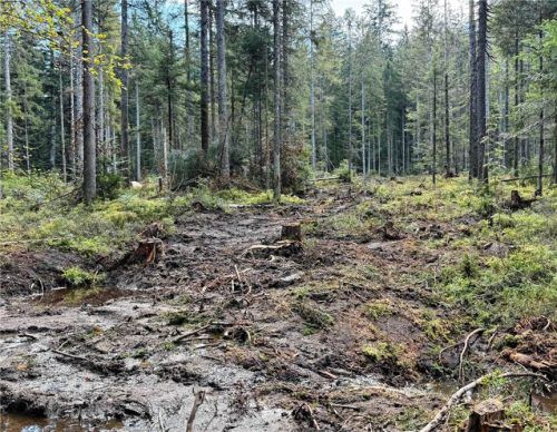 Ein frisch verfüllter Graben im Frillensee-Moor im Rahmen der Renaturierungsmaßnahmen. Bayerische Staatsforsten