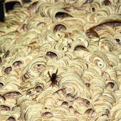 <p xml:space="preserve">Ein kunstvolles Geflecht aus zerkauten Holzfasern und Speichel: Das Nest bietet dem Hornissenvolk Schutz und Platz für die Aufzucht der Larven. Ob prächtig ausgebaut am Dachgiebel oder versteckt im Rollokasten – Jürgen Pohl schon viele Nester gesehen. Pohl</p>