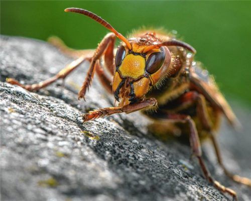 Hornissen sind streng geschützt. Aufgrund ihrer Größe reagieren viele verunsichert, wenn die Insekten im eigenen Garten oder am Haus ein Nest bauen. Eigentlich bauen Hornissen ihre Nester bevorzugt in leeren Baumhöhlen. Doch die gibt es immer seltener. Die Umsiedlung eines Volkes ist nur in Ausnahmefällen erlaubt. dpa