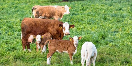 Immer häufiger sind Spaziergänger mit unangeleinten Hunden in den Innauen abseits der Wege auf angrenzenden Wiesen und landwirtschaftlichen Flächen unterwegs. Im September jagte ein freilaufender Hund Kälber. Imago/Gabriele Hanke