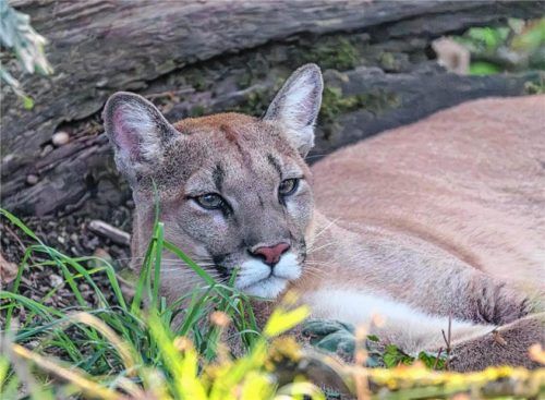 In der Nähe des Münchener Flughafens soll Anfang Oktober ein mutmaßlicher Puma gesichtet worden sein. Imago