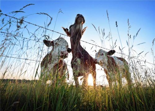 Kühe stehen im Sonnenaufgang auf einer Weide. dpa