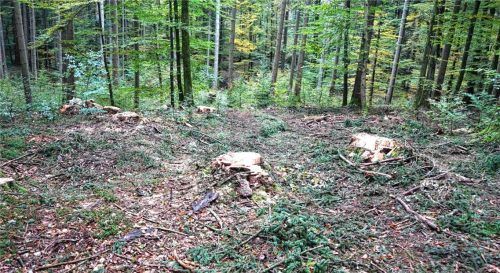 Nur eine von vielen Stellen, an denen Bäume gefällt wurden.Sowa