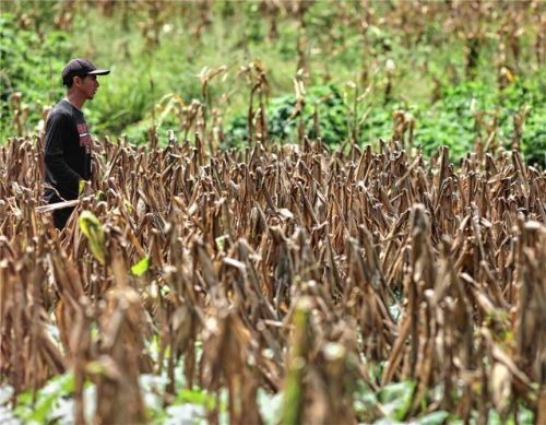 Trockenheit auch in Deutschland: Die Dürre setzte vor allem dem Mais zu.dpa