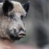 Gefahr wegen Wildschwein-Virus?