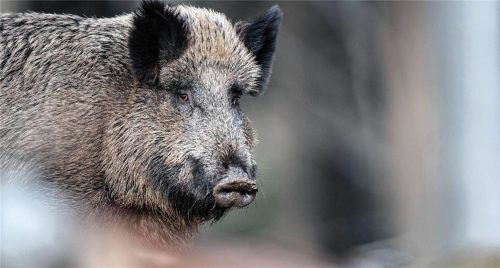 Weil ein Antikörper gegen das Aujeszky-Virus bei einem Wildschwein bei Grabenstätt nachgewiesen wurde, herrscht Verunsicherung unter Tierbesitzern. dpa
